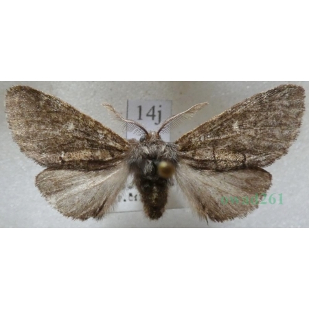 Gluphisia crenata (Esper, 1785) male Garbatka karbica Czech14j